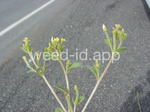 stickleaf, whitestem